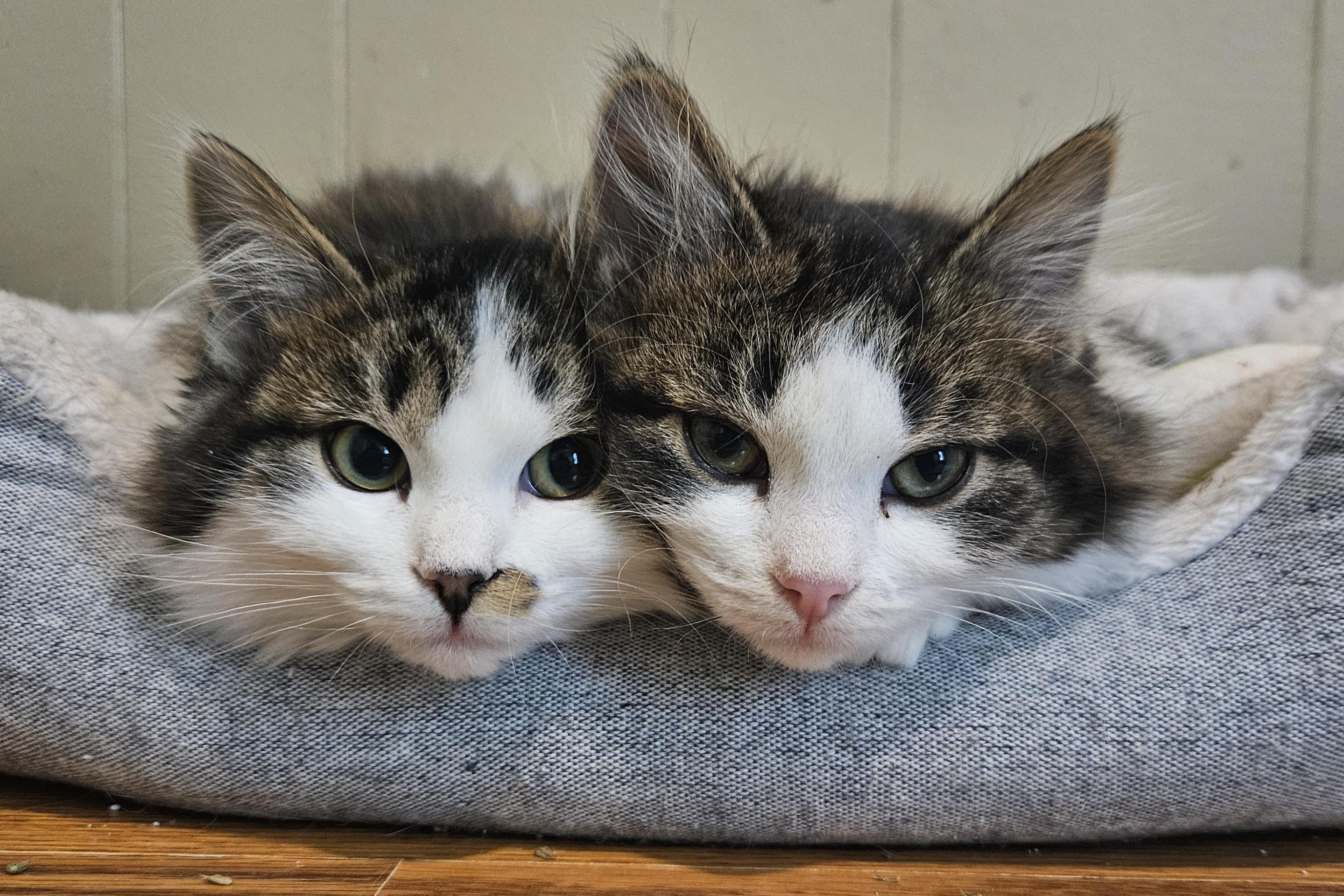 Polly & Pippen, an adopted Domestic Long Hair in Milwaukee, WI image 1/4