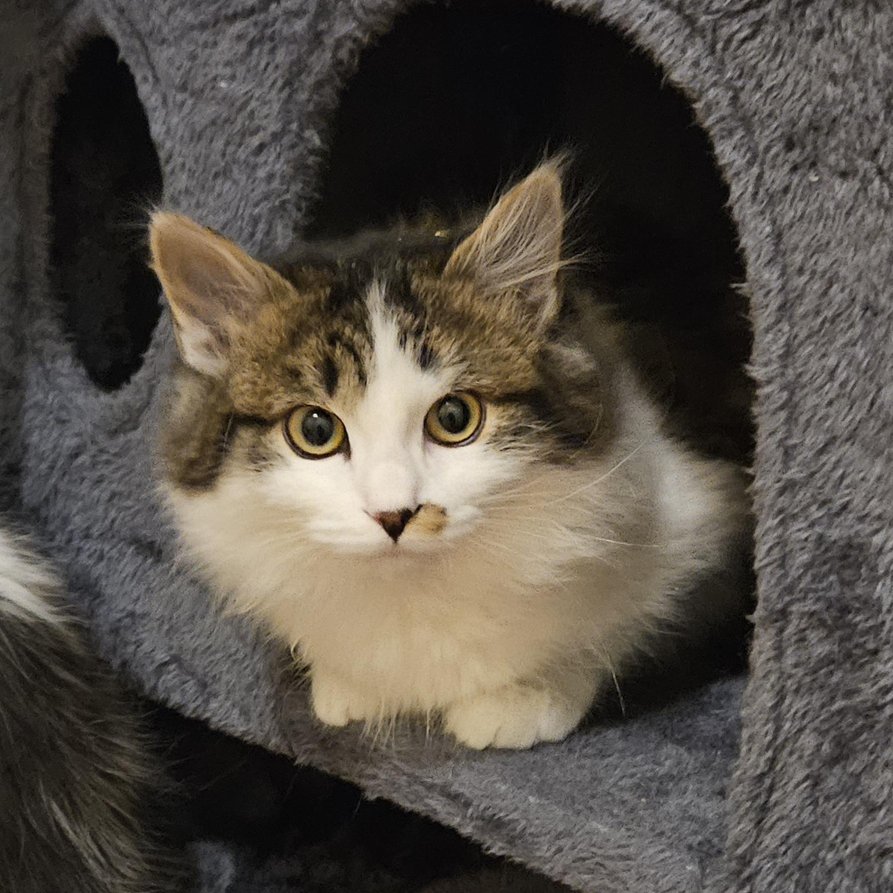 Polly & Pippen, an adopted Domestic Long Hair in Milwaukee, WI image 4/4