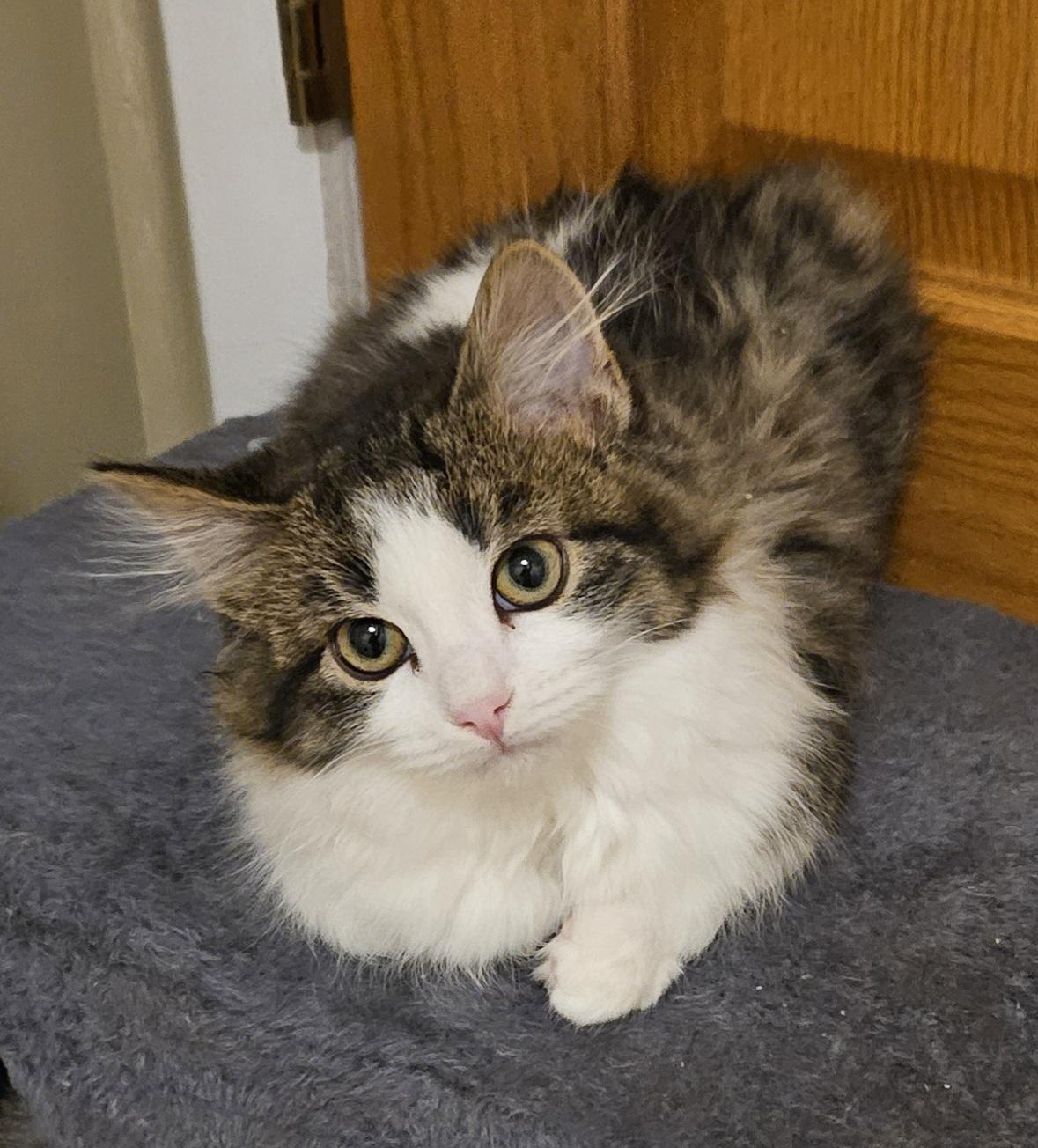 Polly & Pippen, an adopted Domestic Long Hair in Milwaukee, WI image 3/4