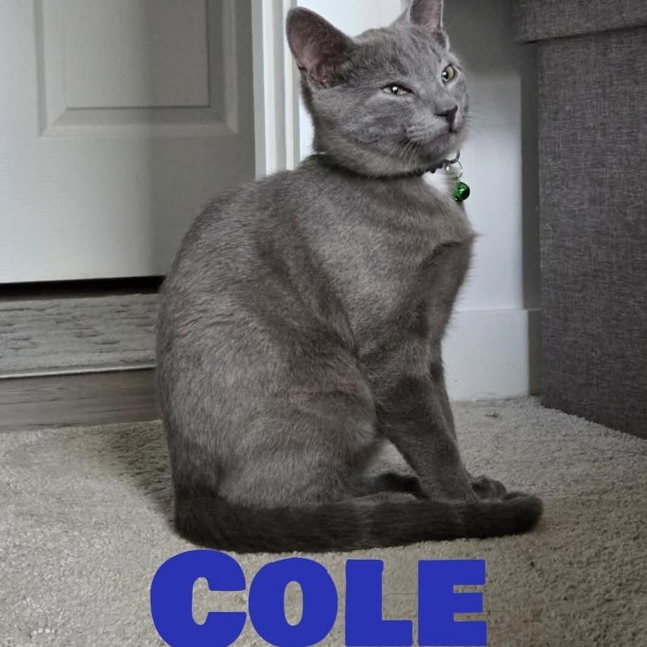 Cole, Adoptable, Young Male Domestic Short Hair.