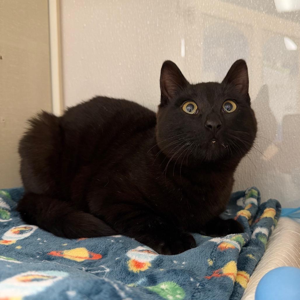 Luciano, Adoptable, Young Male Domestic Short Hair.