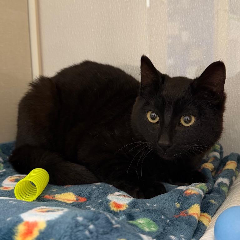 Enlarge Luciano, a Adoptable Domestic Short Hair in Sunnyvale, CA image 2/4