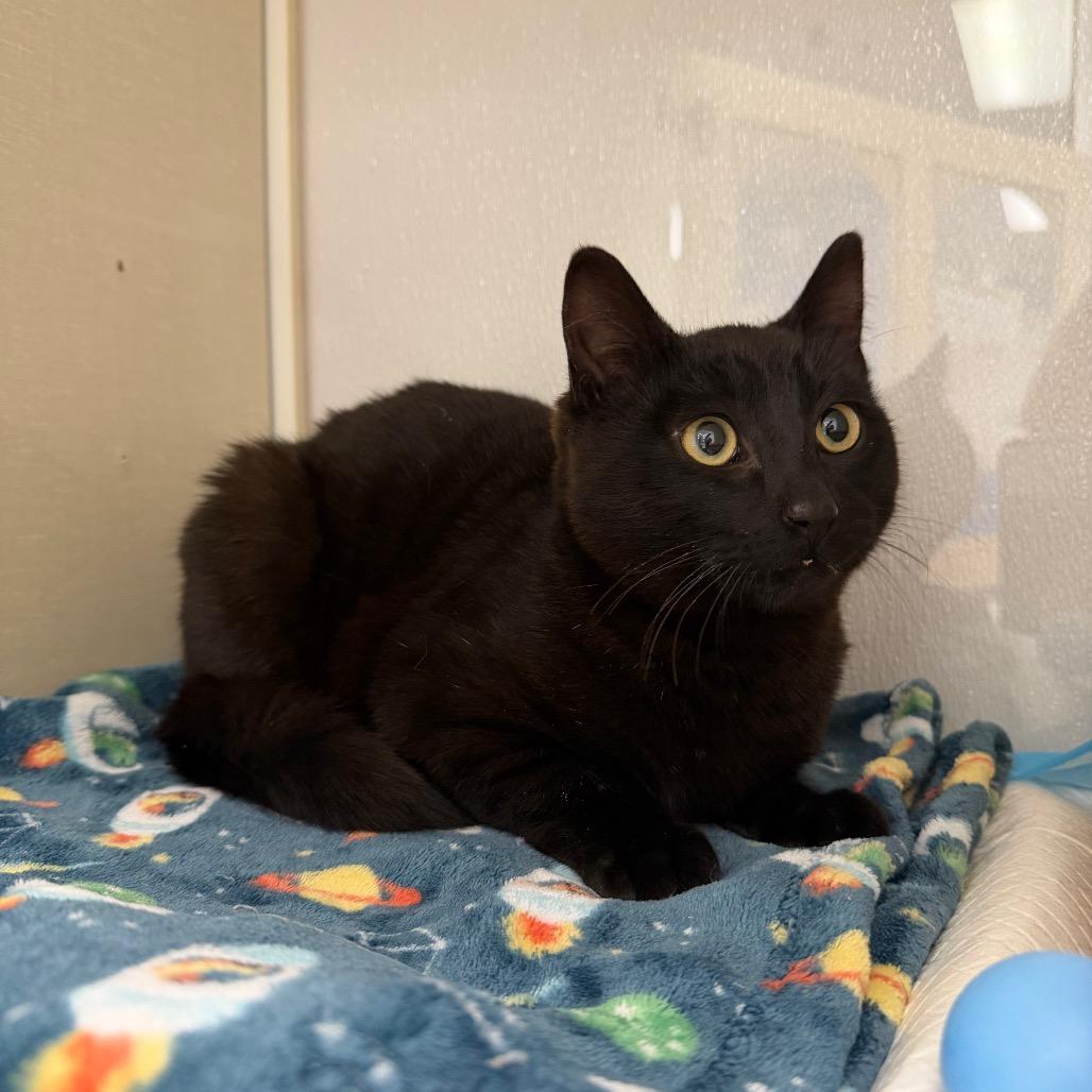 Enlarge Luciano, a Adoptable Domestic Short Hair in Sunnyvale, CA image 3/4