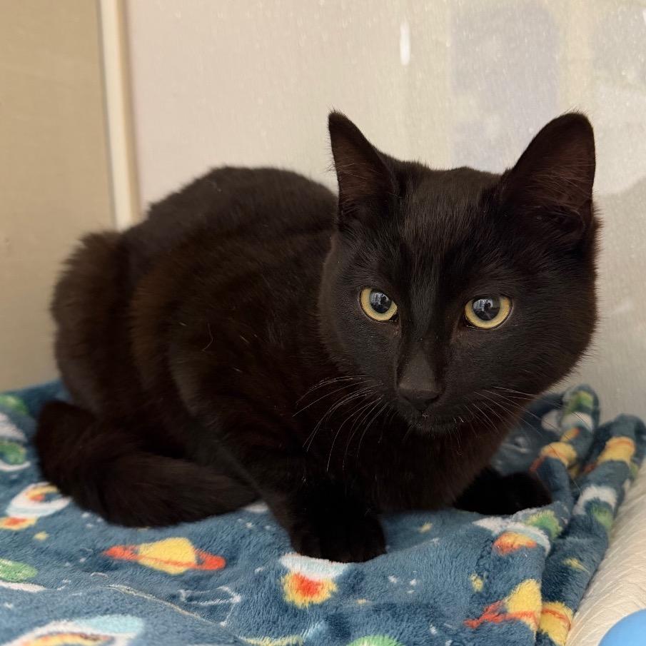 Enlarge Luciano, a Adoptable Domestic Short Hair in Sunnyvale, CA image 4/4