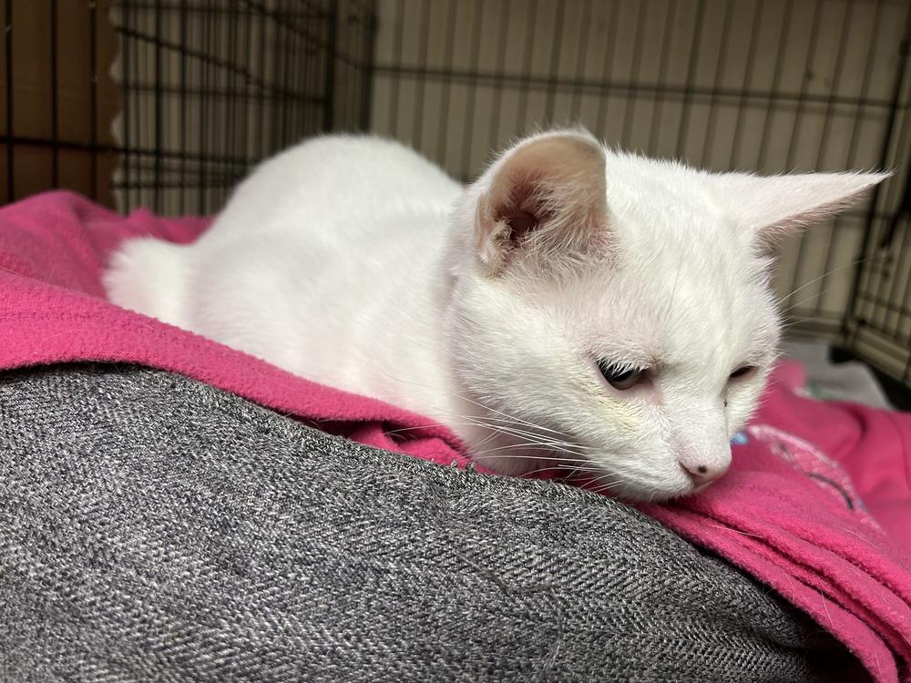 Eliza, Adoptable, Young Female American Shorthair.