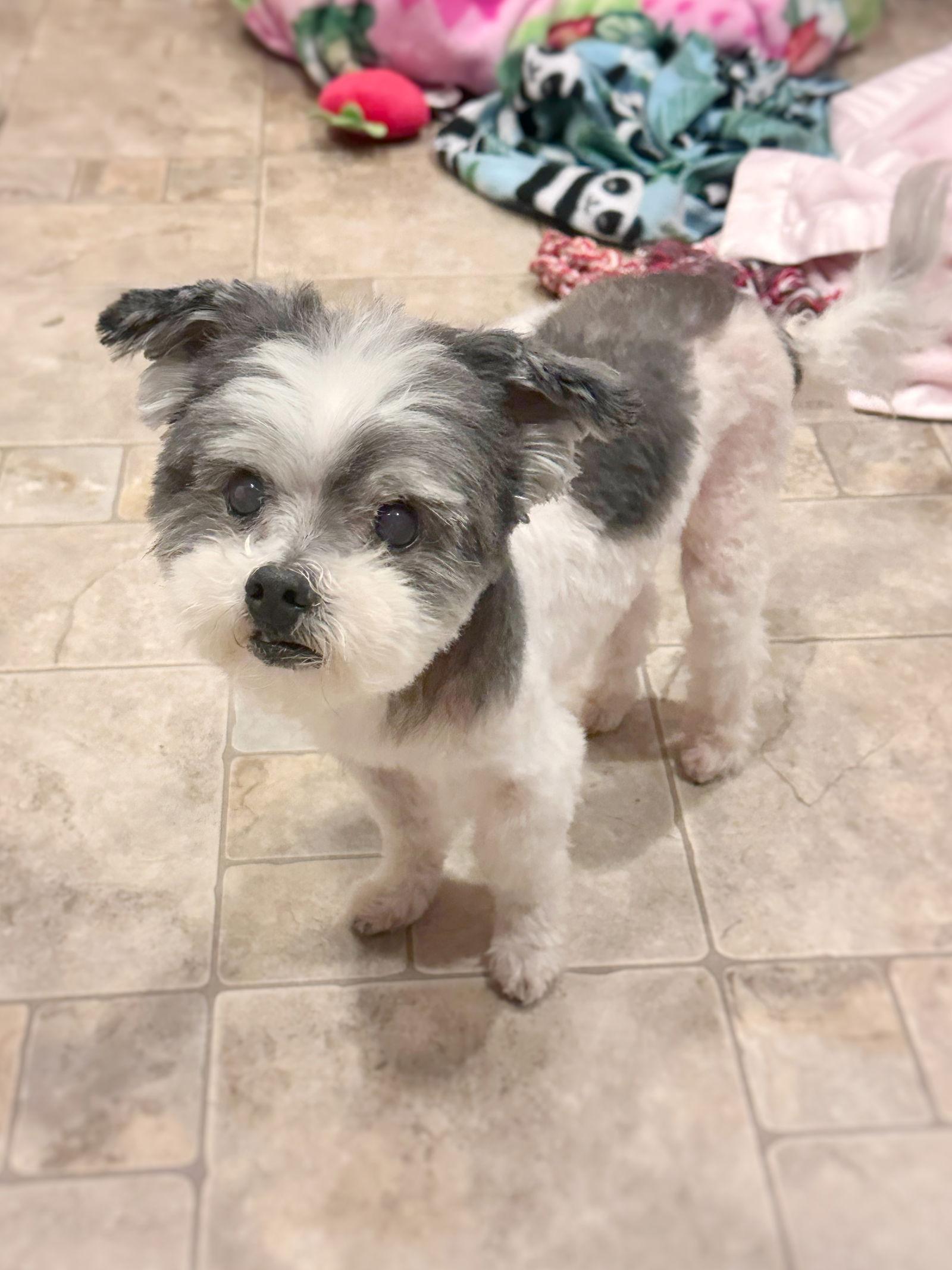 *Boq Wicked, Adoptable, Senior Male Maltese.