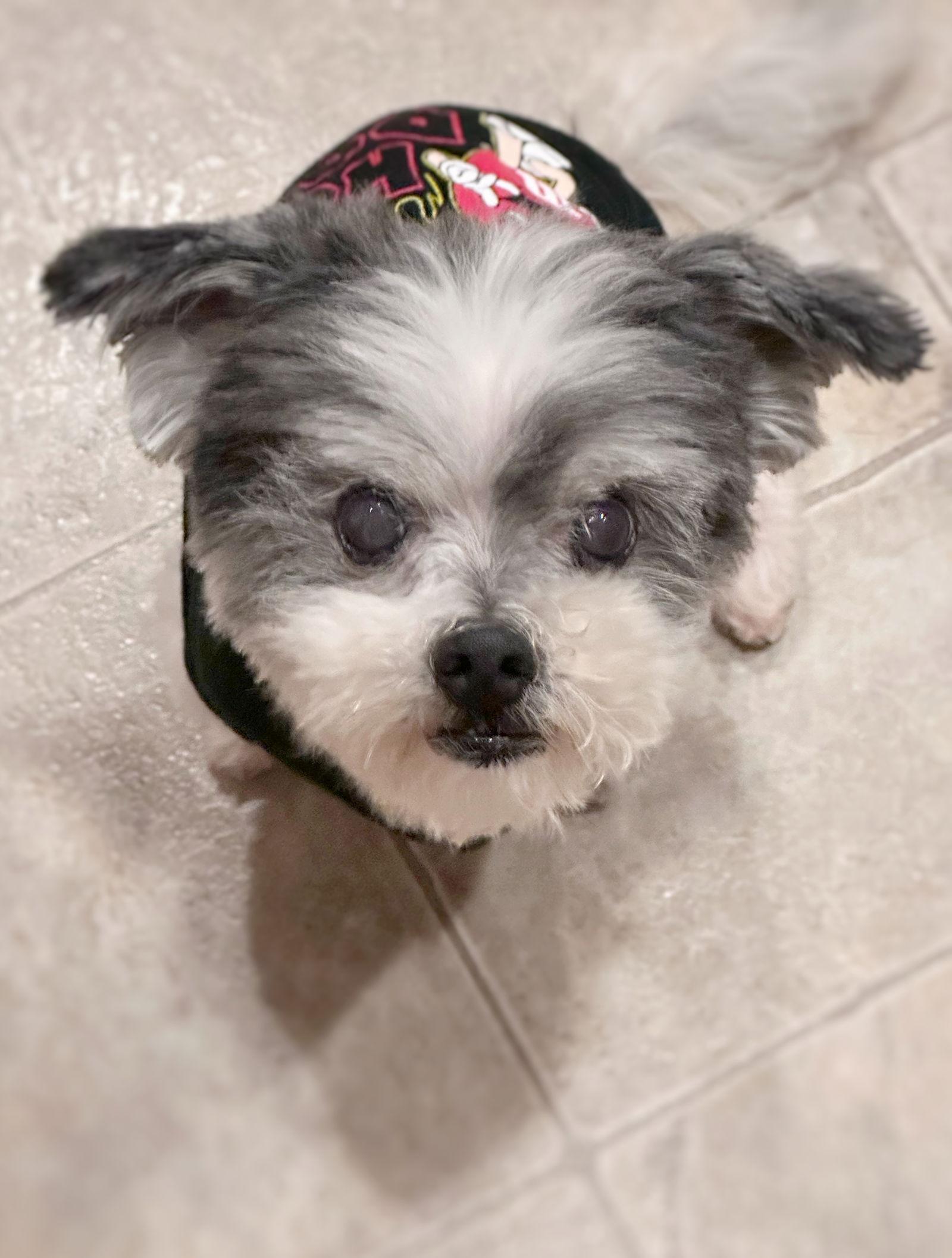 *Boq Wicked, a Adoptable Maltese in Pittsburg, CA image 2/2