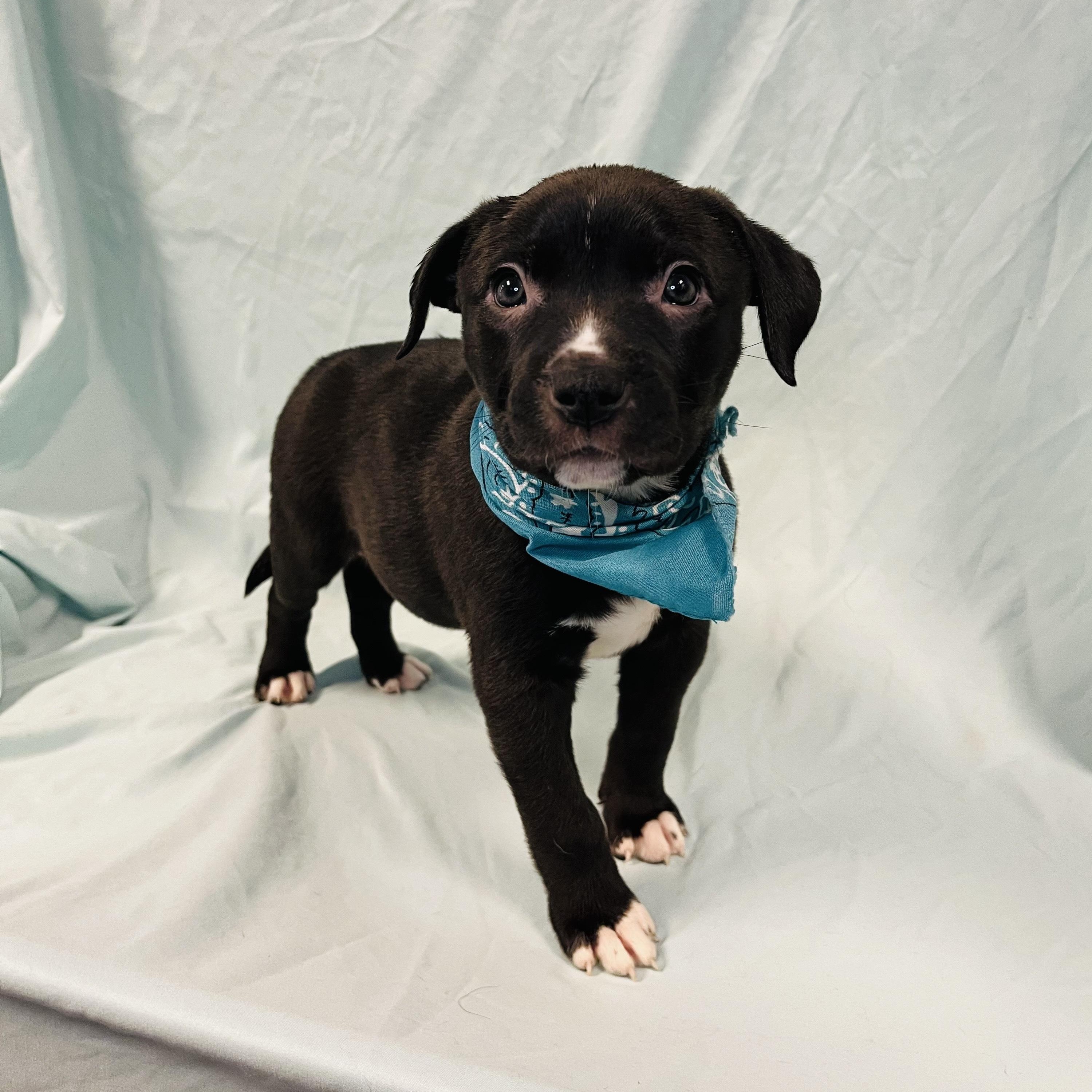 Enlarge Squid, an adopted Mixed Breed in Canal Winchester, OH image 2/2