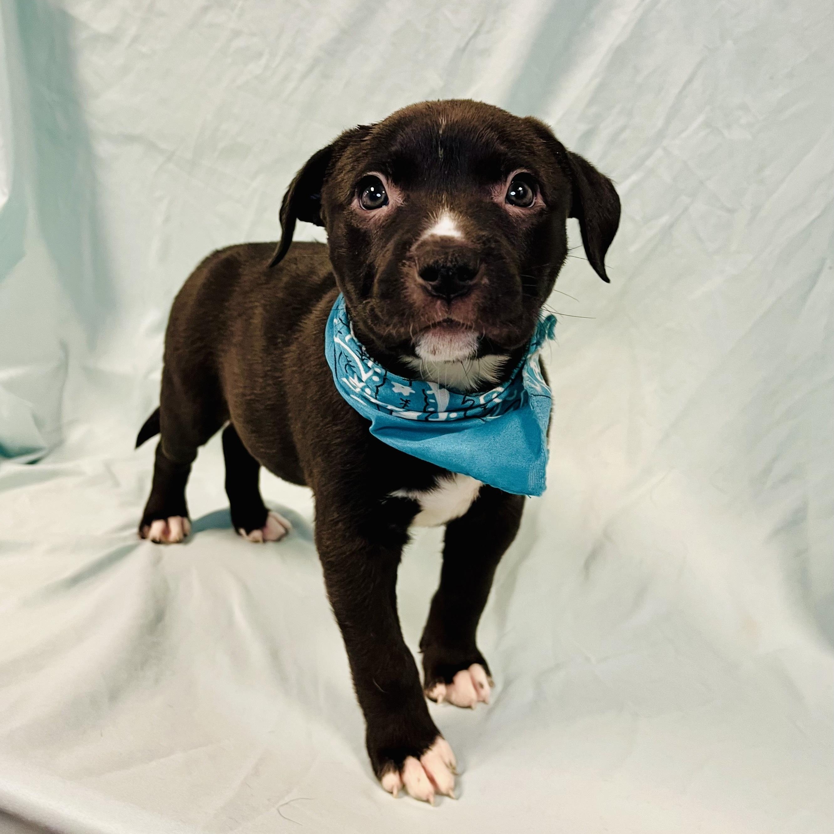 Enlarge Squid, an adopted Mixed Breed in Canal Winchester, OH image 1/2