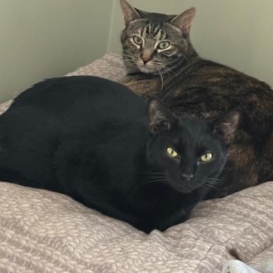 Enlarge Leo, a Adoptable Domestic Short Hair in Franklinville, NJ image 2/3