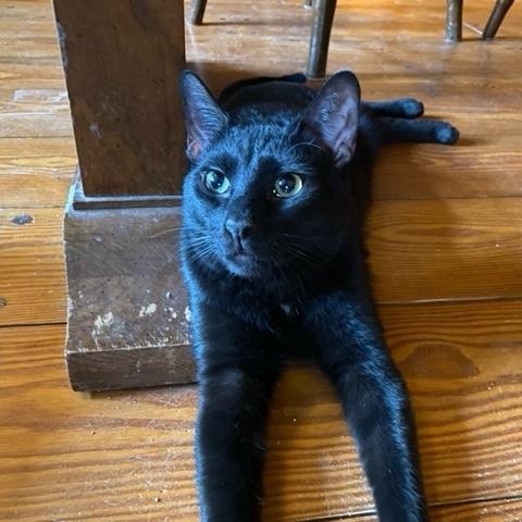 Enlarge Leo, a Adoptable Domestic Short Hair in Franklinville, NJ image 1/3