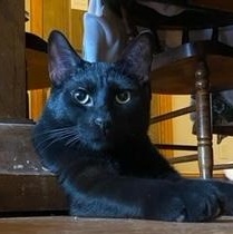 Enlarge Leo, a Adoptable Domestic Short Hair in Franklinville, NJ image 3/3