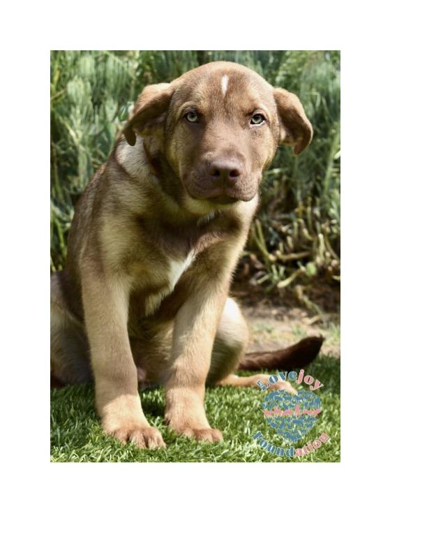 The Gardenia Litter a 5 month old pair of playful Pit and Lab Mix puppiesone male and one femalew