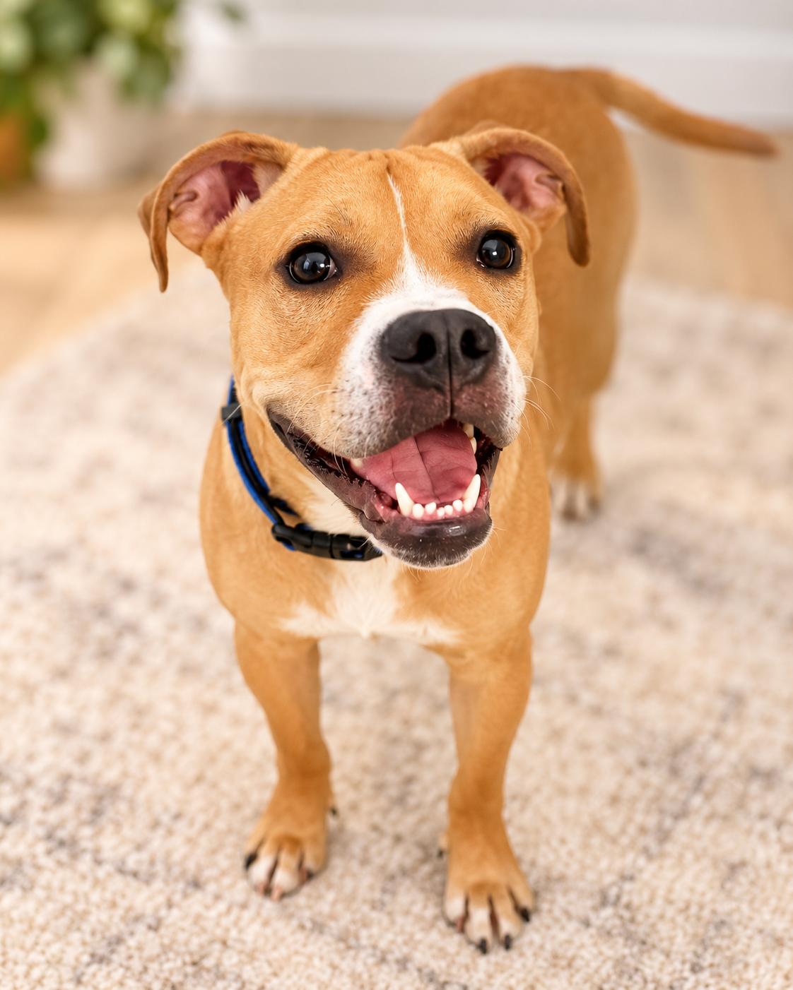 Nolan, Adoptable, Puppy Male Boxer & American Staffordshire Terrier.