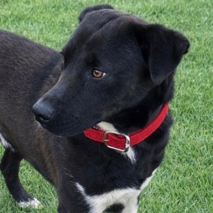 Enlarge Kenny, a Adoptable mixed breed in Tom’s river, NJ image 1/2