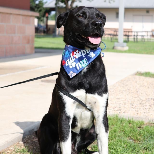 Kenny, Adoptable, Adult Male Labrador Retriever & Mixed Breed.