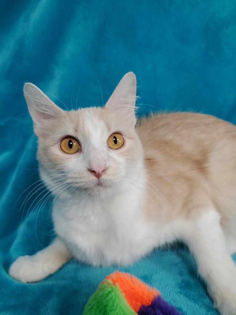 Silky, Adoptable, Young Female Domestic Long Hair.