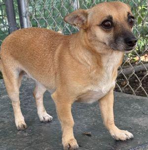 Enlarge Phoenix, a Adopted mixed breed in Savannah, MO image 1/1