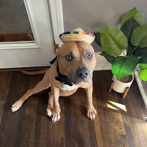 Enlarge Marsh, a Adoptable American Bully in Sanford, NC image 3/6