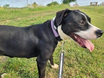 Enlarge Gypsy, a Adoptable mixed breed in Fort Worth, TX image 1/2