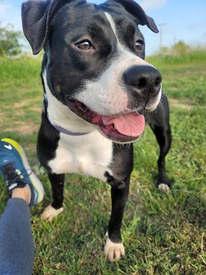 Gypsy — thumbnail 2