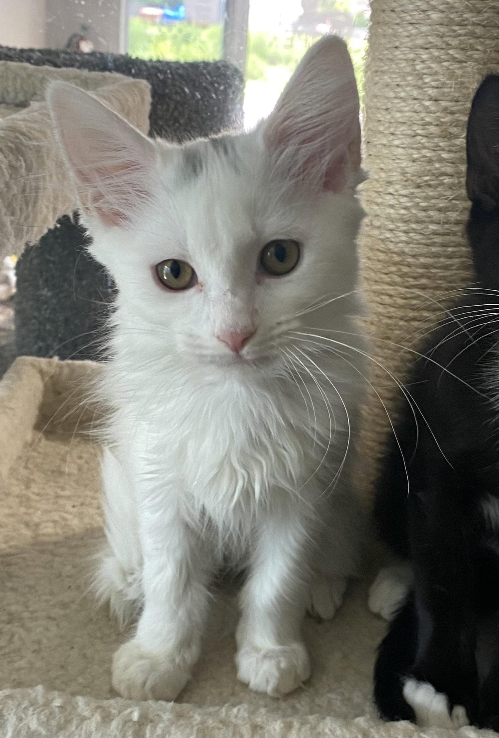 Fiber One, Adopted, Young Male Domestic Medium Hair.