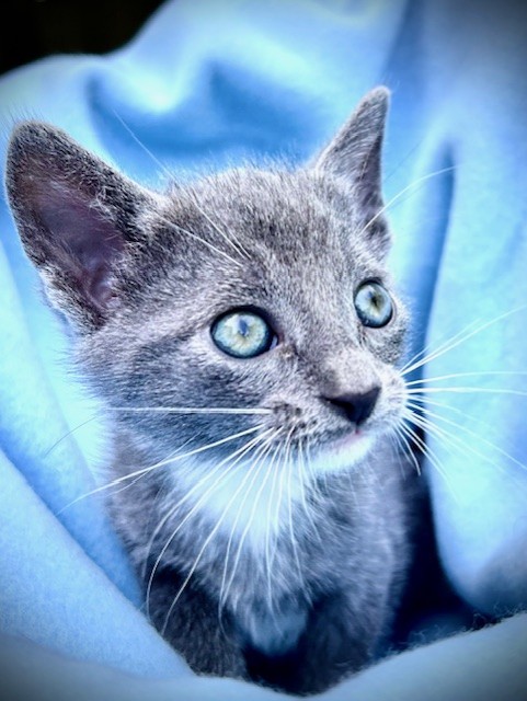 STERLING, Adopted, Kitten Male Russian Blue & Korat.