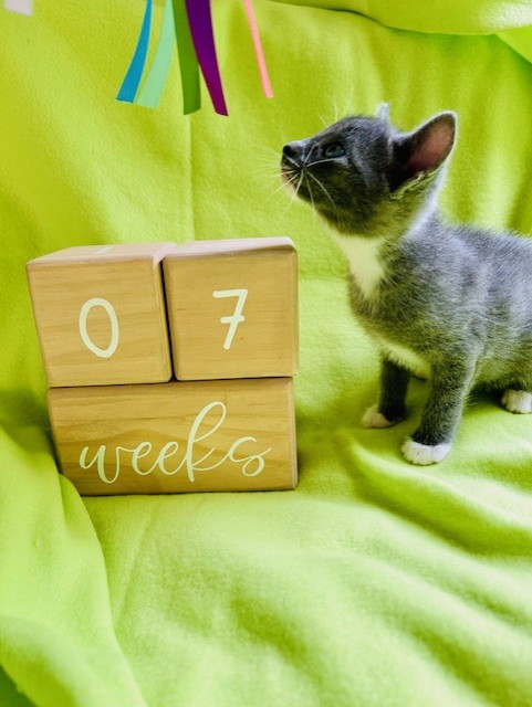 STERLING, a Adopted mixed breed in Greensboro, NC image 2/6