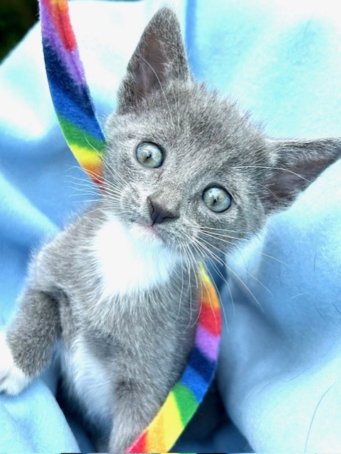 STERLING, a Adopted mixed breed in Greensboro, NC image 3/6