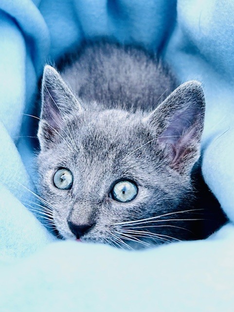 STERLING, a Adopted mixed breed in Greensboro, NC image 4/6