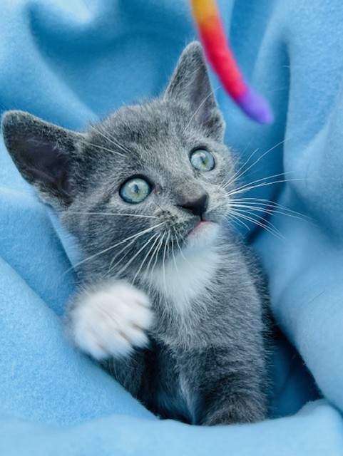 STERLING, a Adopted mixed breed in Greensboro, NC image 5/6