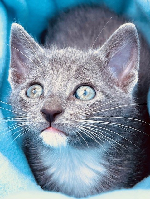 STERLING, a Adopted mixed breed in Greensboro, NC image 6/6