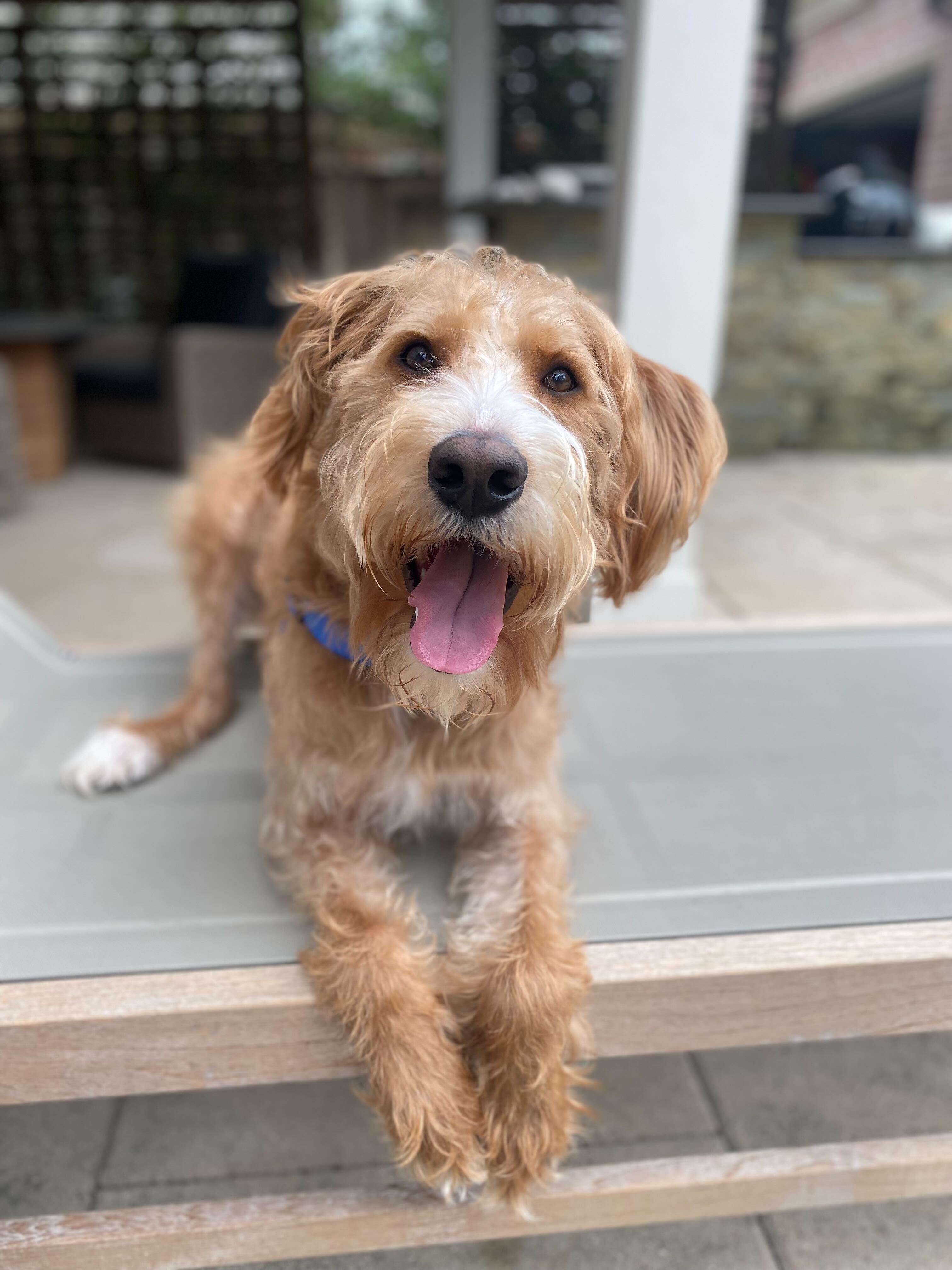 Dog for adoption - Atlas, a Goldendoodle in Garland, TX | Petfinder