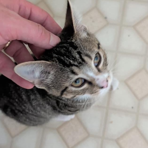 Enlarge Effie, a Adoptable Domestic Short Hair in Winchester, VA image 1/2
