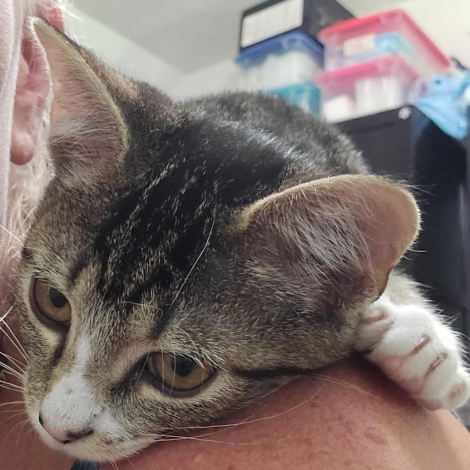 Enlarge Effie, a Adoptable Domestic Short Hair in Winchester, VA image 2/2