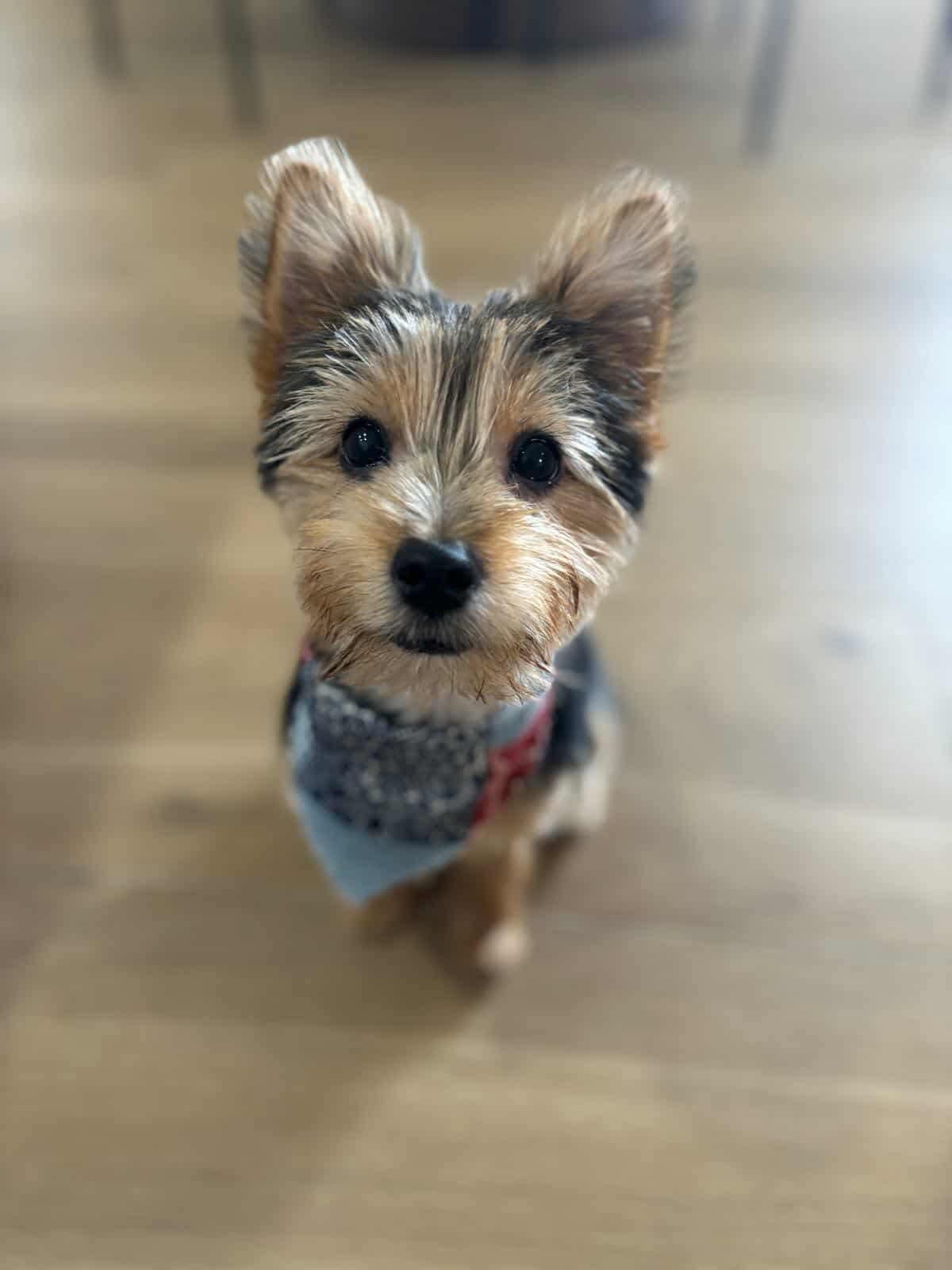 Chujo Yorkshire Terrier Dog