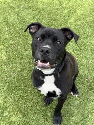 Junior Mint - 3, a Adoptable mixed breed in Daytona Beach, FL image 2/2