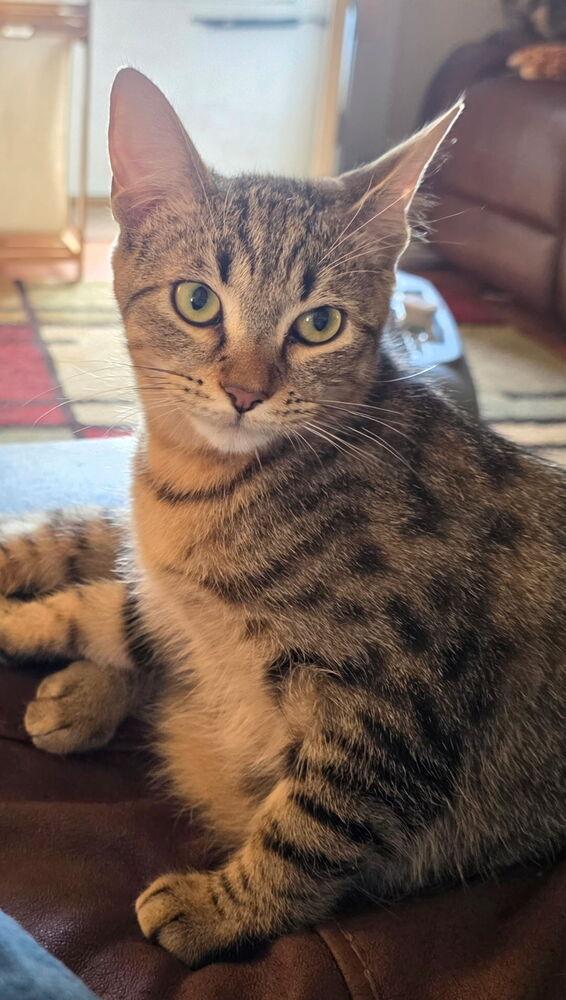 Enlarge Orion LR, a Adoptable Domestic Short Hair in Greenville, SC image 1/1
