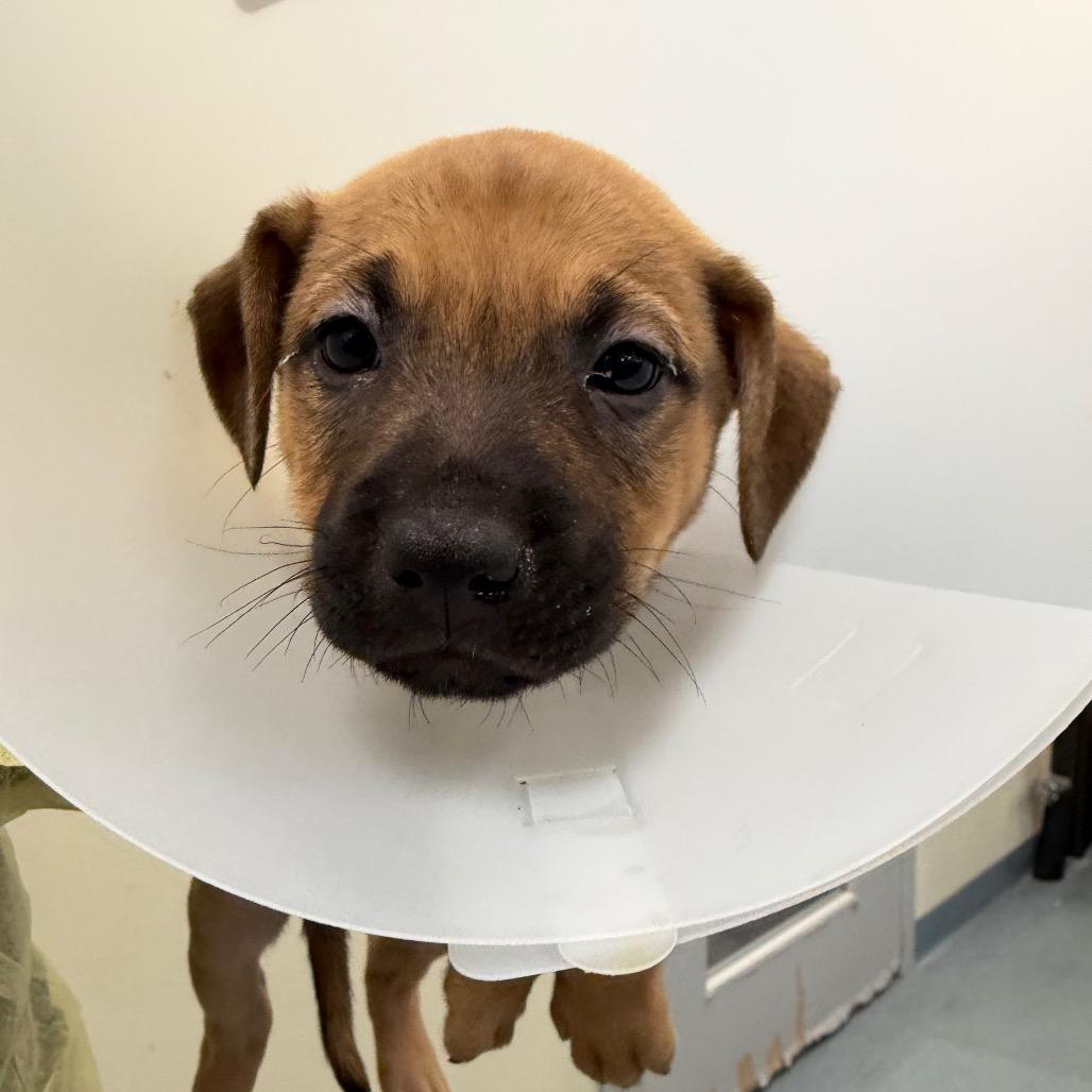 Enlarge Brownie (Brown), a Adoptable mixed breed in Chesapeake, VA image 1/3