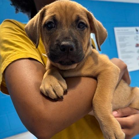 Enlarge Brownie (Brown), a Adoptable mixed breed in Chesapeake, VA image 2/3