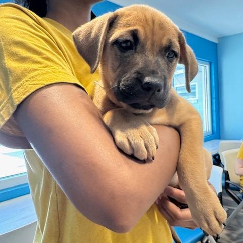 Enlarge Brownie (Brown), a Adoptable mixed breed in Chesapeake, VA image 3/3