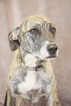 Willow, Adoptable, Puppy Female Mountain Cur & Mixed Breed.