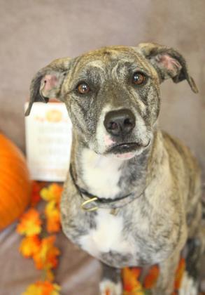 Enlarge Willow, a Adoptable mixed breed in Dothan, AL image 2/3