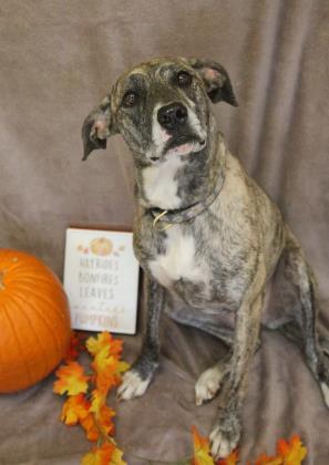 Willow, Adoptable, Puppy Female Mountain Cur & Mixed Breed.