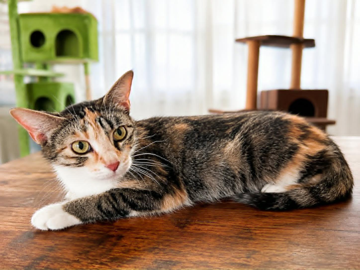Fruit Cake, adoptable, Adult Female Domestic Short Hair.