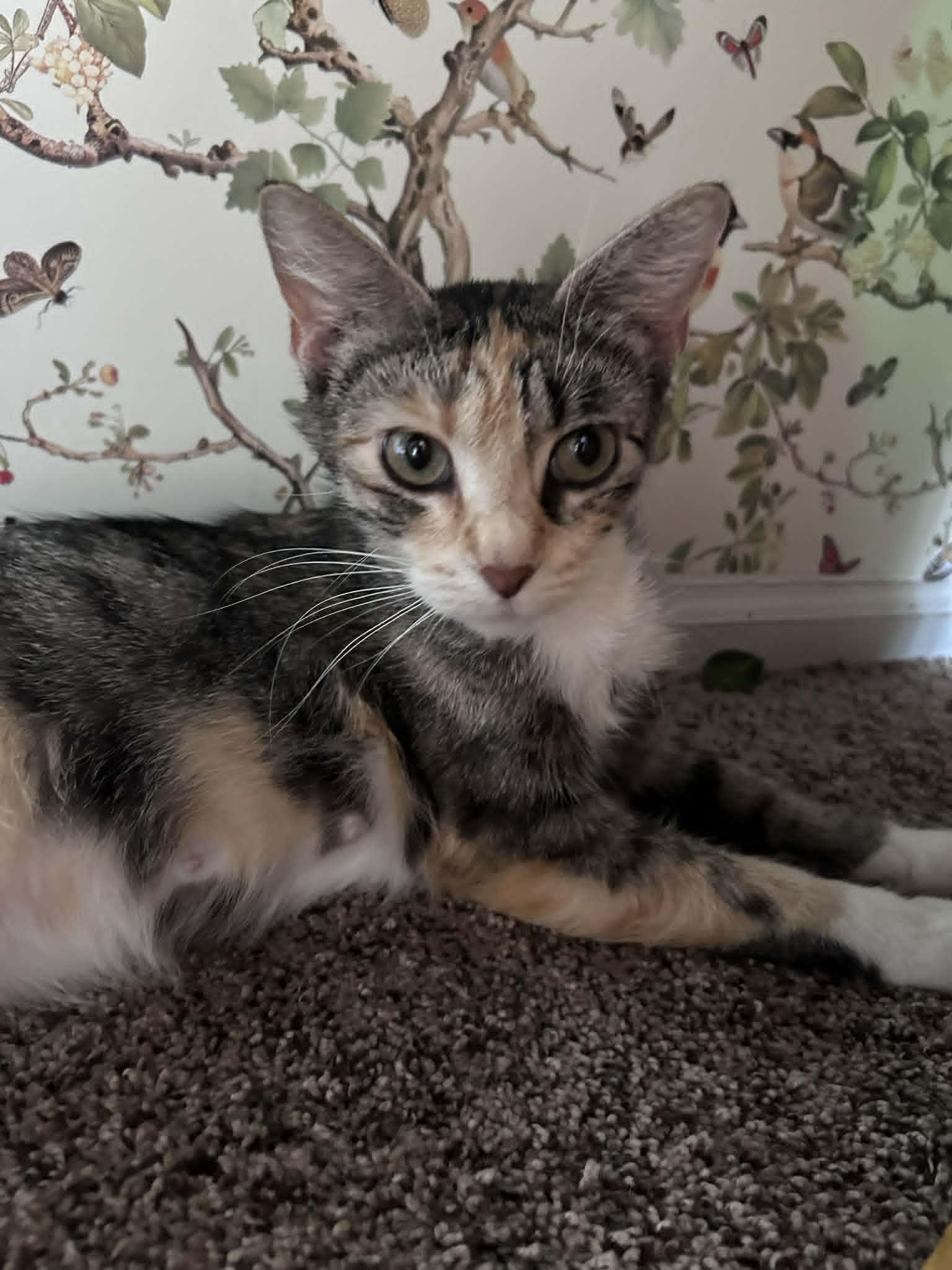 Fruit Cake, an adoptable Domestic Short Hair in Overland Park, KS image 2/2