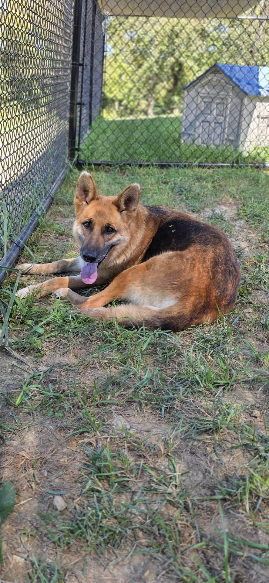 Enlarge WhyFye, a Adoptable mixed breed in Shepherdsville, KY image 3/4