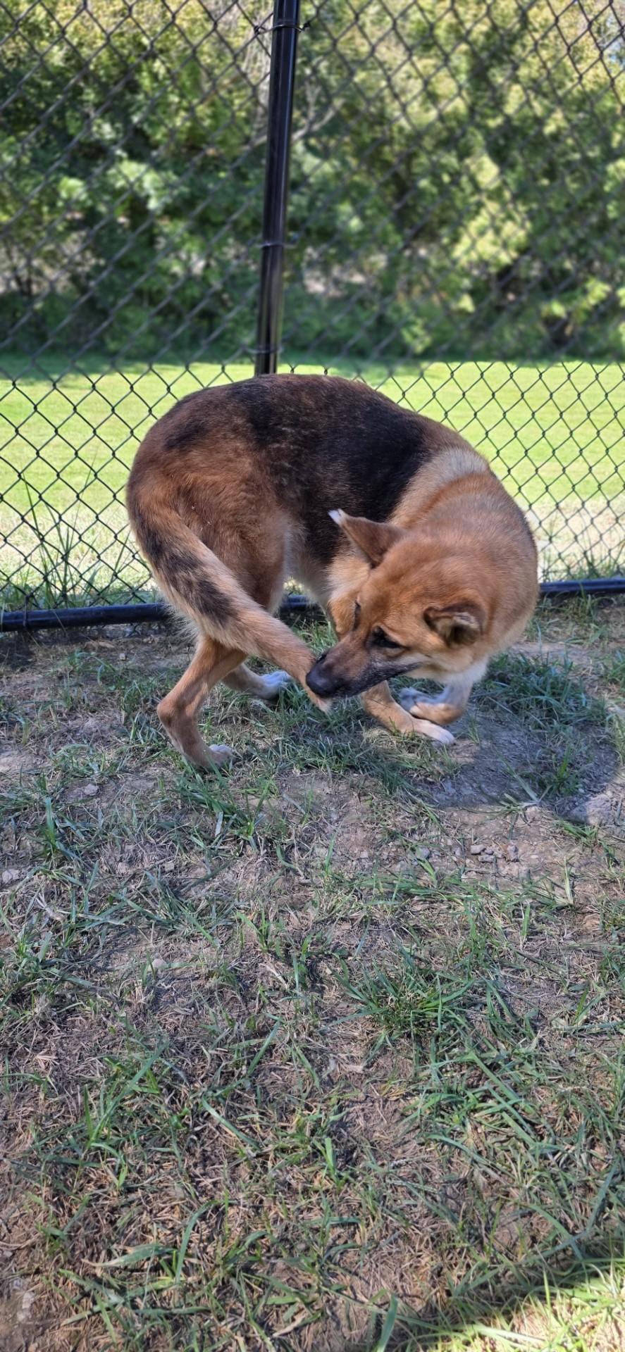 Enlarge WhyFye, a Adoptable mixed breed in Shepherdsville, KY image 4/4