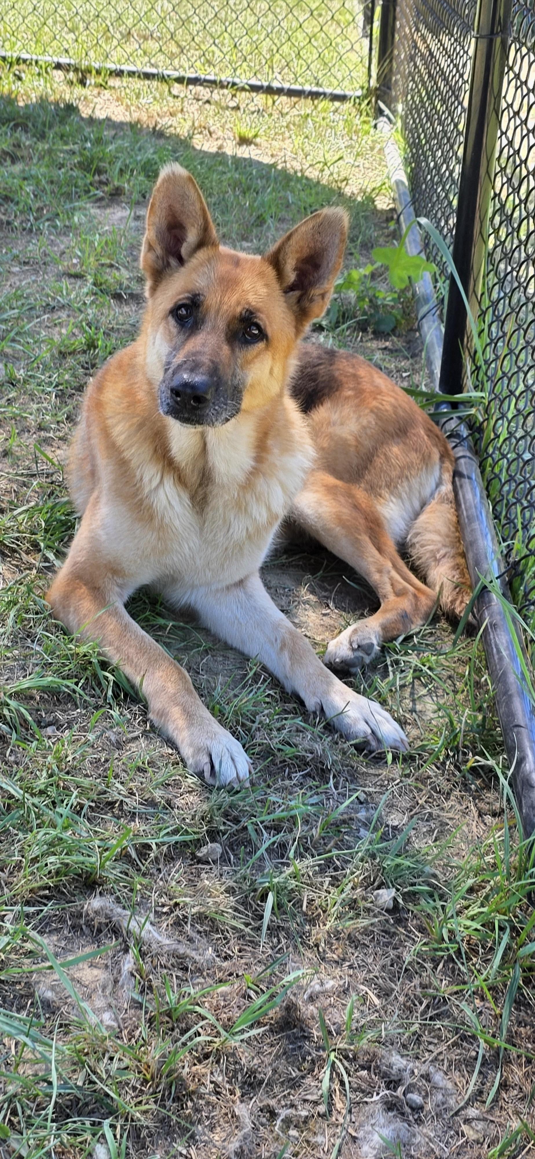 Enlarge WhyFye, a Adoptable mixed breed in Shepherdsville, KY image 2/4