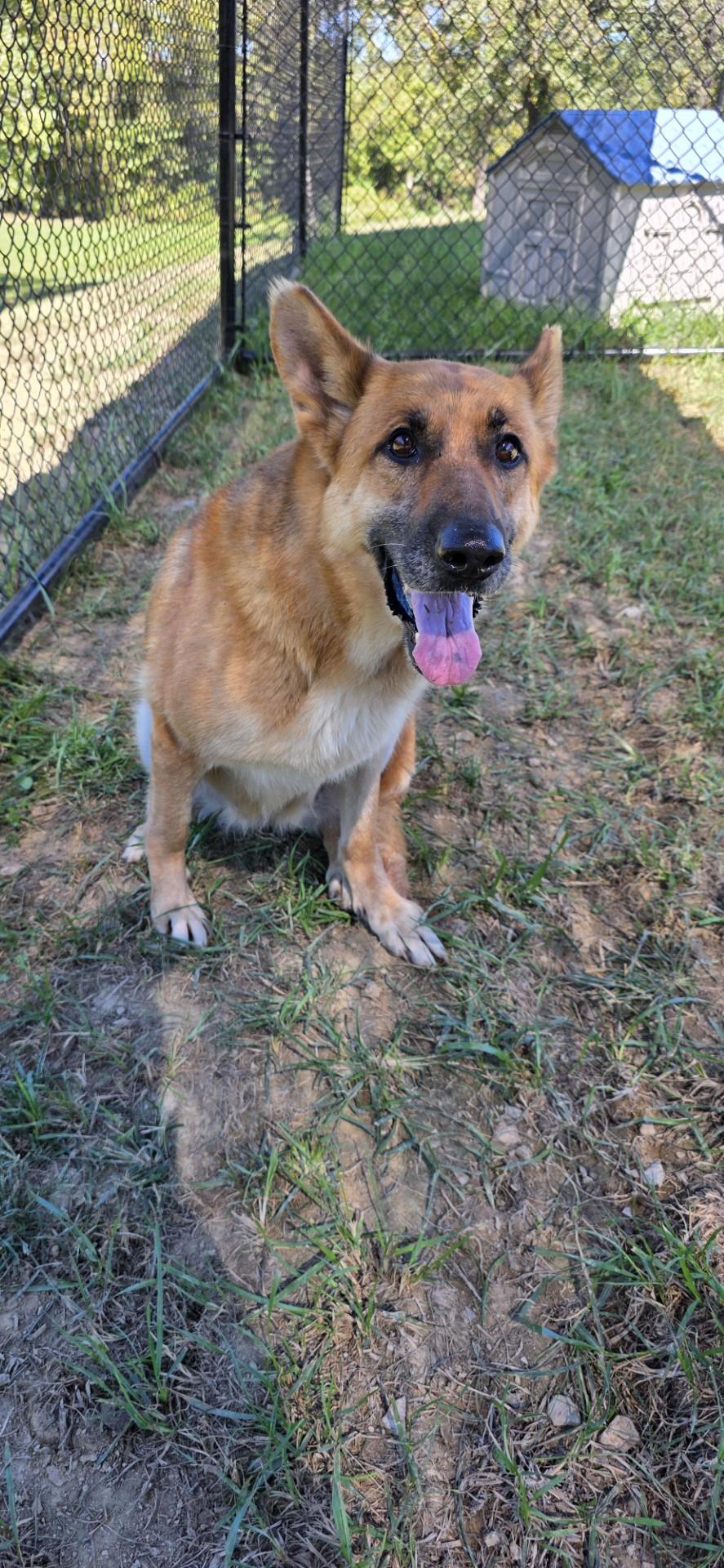 WhyFye, Adoptable, Adult Female German Shepherd Dog.